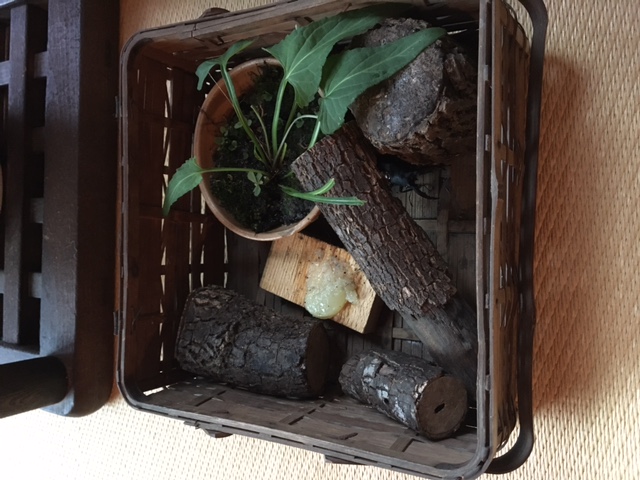 新しい家族が増えました