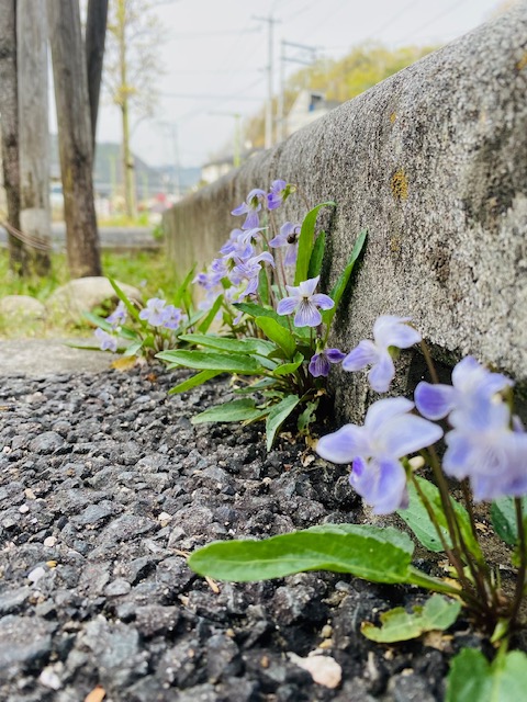 勿忘草