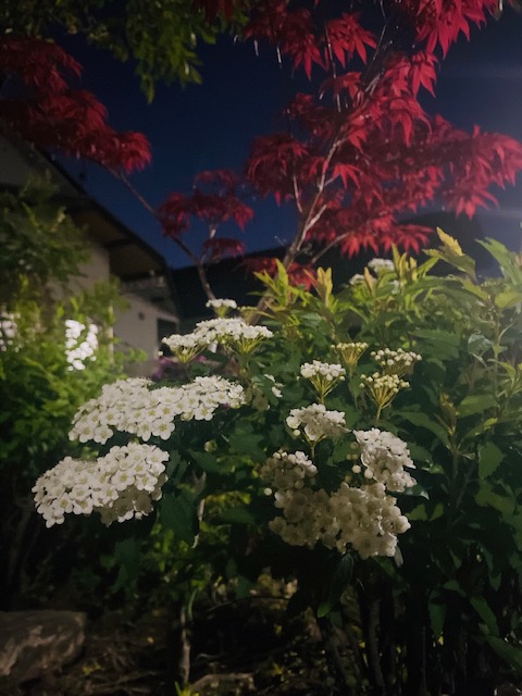 コデマリ咲きました