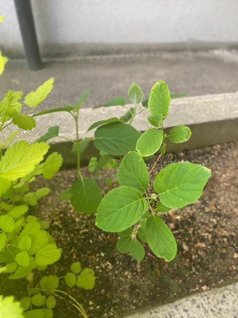成長真っ只中