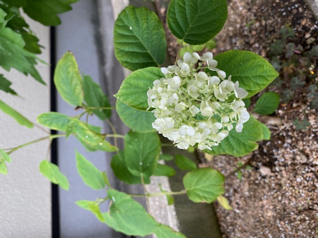 咲きました!
