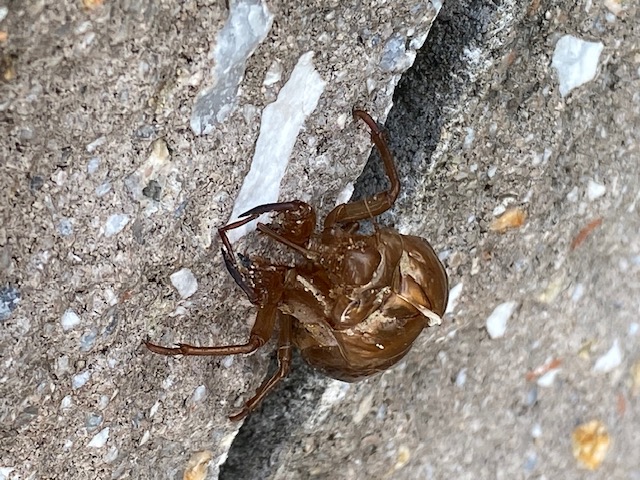 朝んぽ