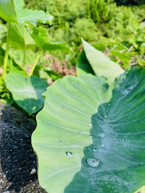 朝んぽ