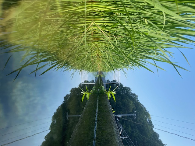 朝んぽ