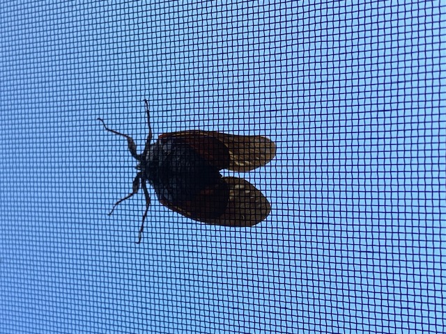 夏なつナツ