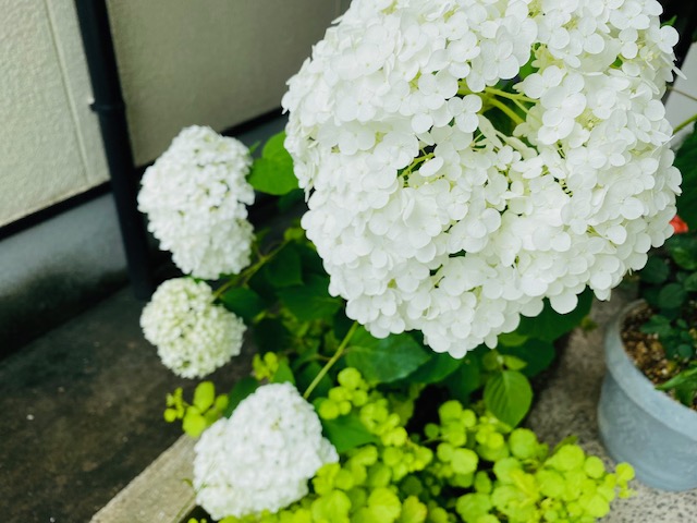 梅雨の楽しみ