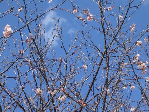 桜咲く