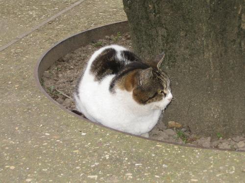 ローマの野良猫