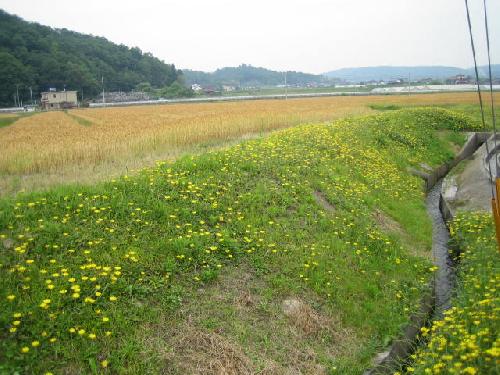完治(県北の麦畑)