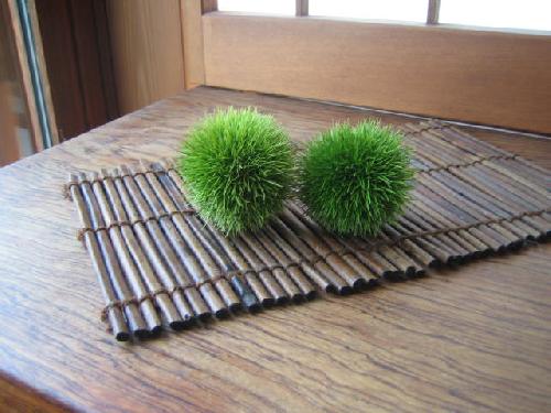 暑中お見舞い申し上げます