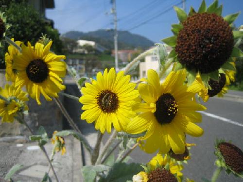 夏日 更新中??