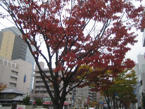 紅葉