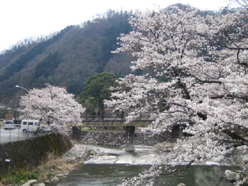 桜2