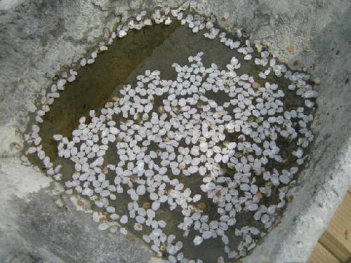 鯉の季節。。