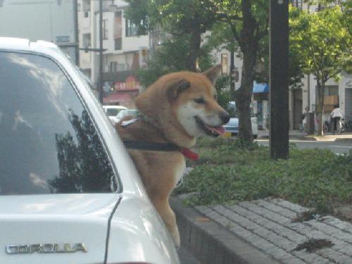 柴犬が・・